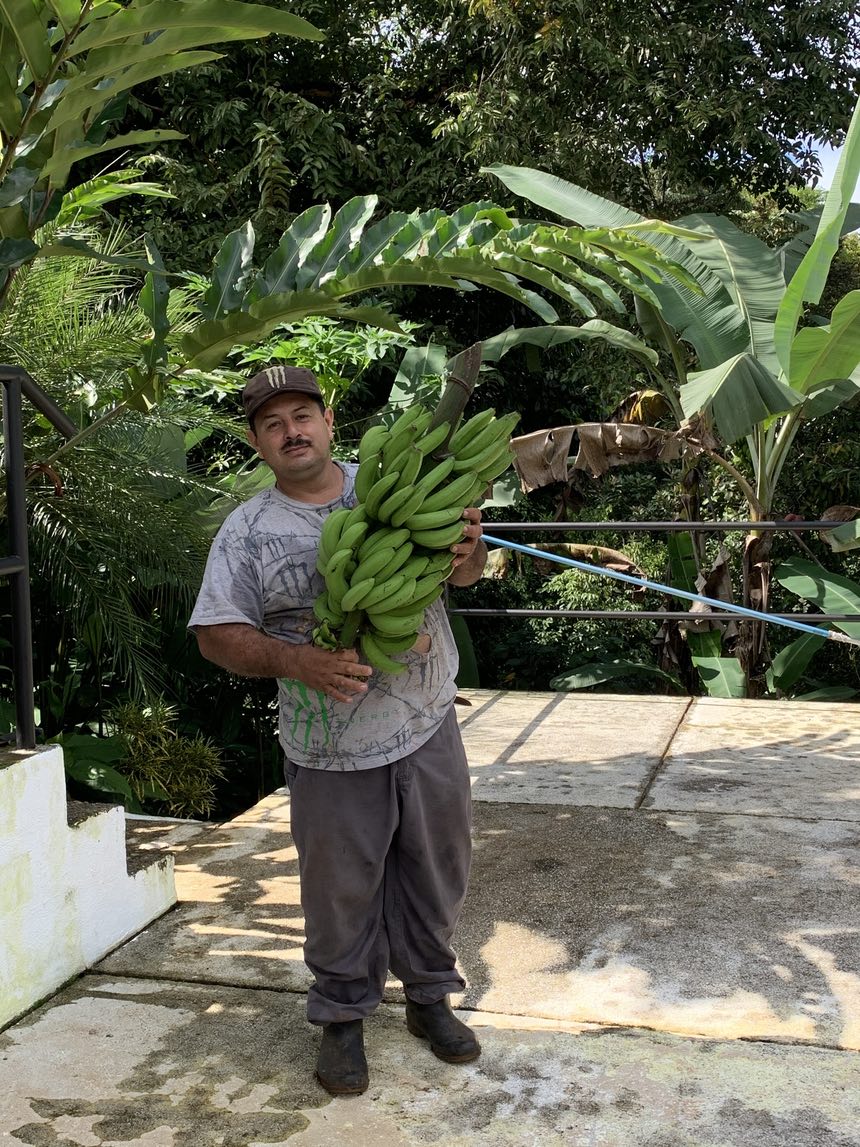 Gardener with bananas